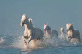 Angels of Camargue